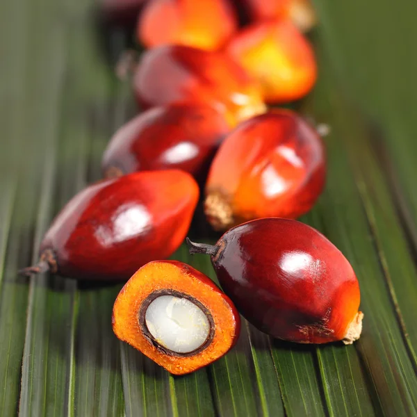 Oil palm fruit — Stock Photo, Image