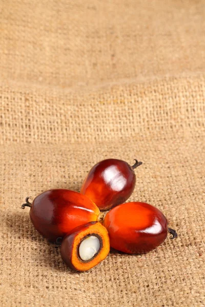 Oil palm fruit — Stock Photo, Image