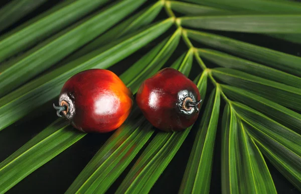 Oil Palm Fruit — Stock Photo, Image