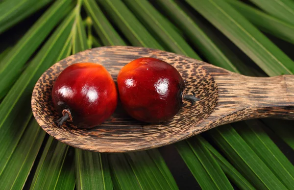 Oil Palm Fruit — Stock Photo, Image