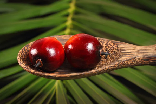 Aceite de palma — Foto de Stock