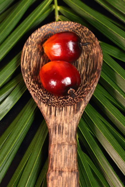 Oil Palm Fruit — Stock Photo, Image