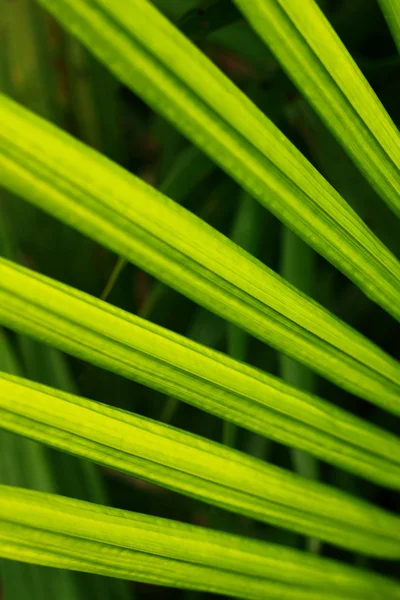 Hoja de palma de aceite —  Fotos de Stock