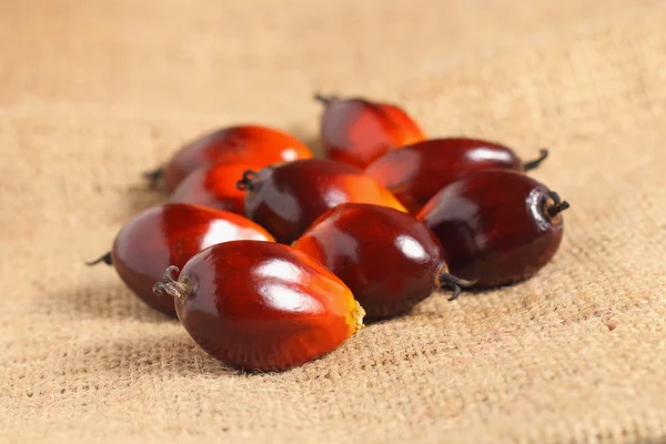 Palmefrukt – stockfoto