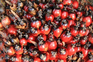 palmiye yağı meyve