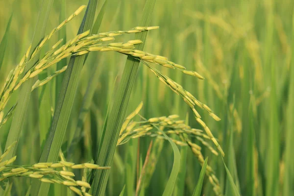 Arroz paddy — Fotografia de Stock