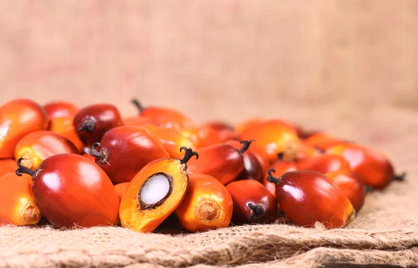 Oil palm fruit — Stock Photo, Image