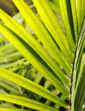 palmiye yağı yaprak