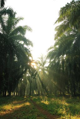 Petrol palmiye ağacı