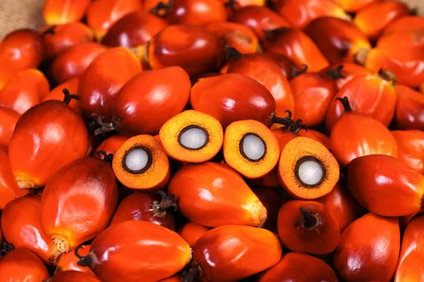 Oil palm fruit — Stock Photo, Image