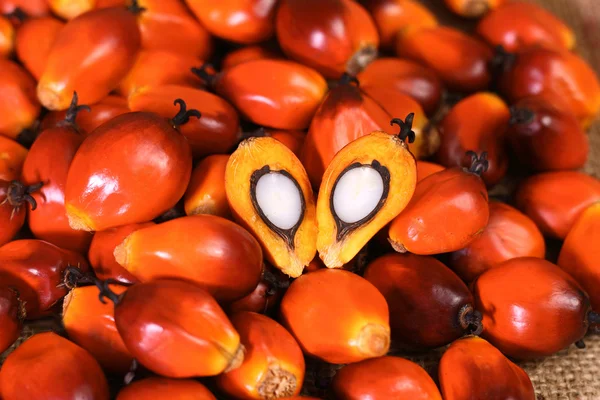Owoc palmy olejowej — Zdjęcie stockowe