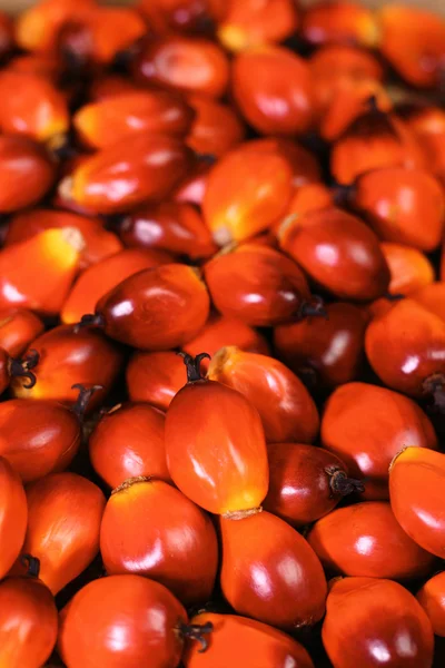 Oil palm fruit — Stock Photo, Image