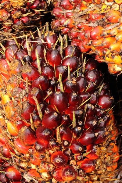 Oil Palm Fruit — Stock Photo, Image