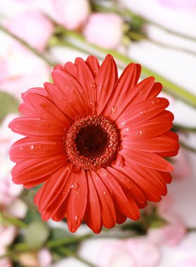 kırmızı gerbera