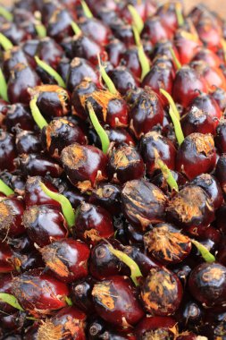 palmiye yağı meyve