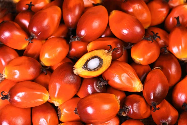 Oil palm fruit — Stock Photo, Image