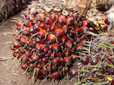 palmiye yağı meyve