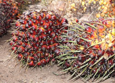 palmiye yağı meyve