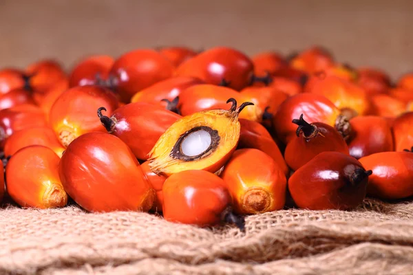 Oil palm fruit — Stock Photo, Image