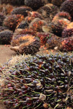 palmiye yağı meyve