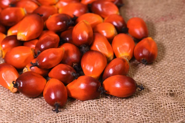 Oil palm fruit — Stock Photo, Image