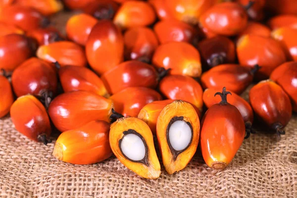 Oil palm fruit — Stock Photo, Image