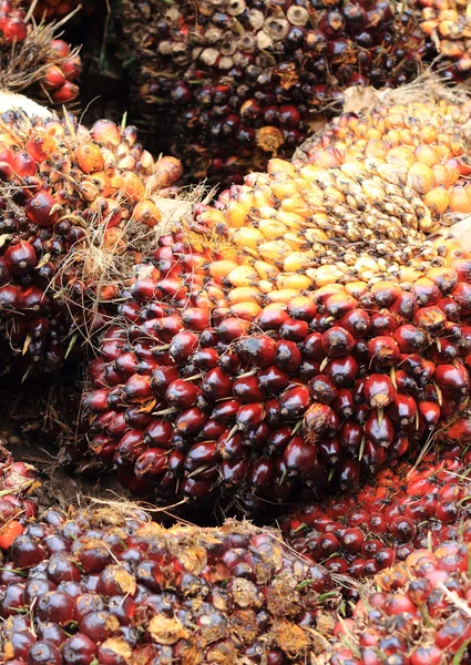 Oil Palm Fruit — Stock Photo, Image