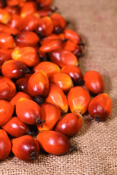 Oil palm fruit — Stock Photo, Image