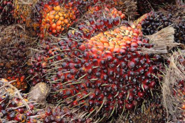 palmiye yağı meyve