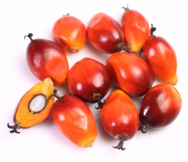 palmiye yağı meyve
