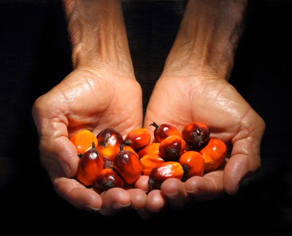 Manos sosteniendo aceite de palma — Foto de Stock