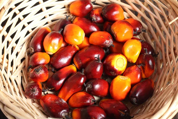 Oil palm fruit — Stock Photo, Image