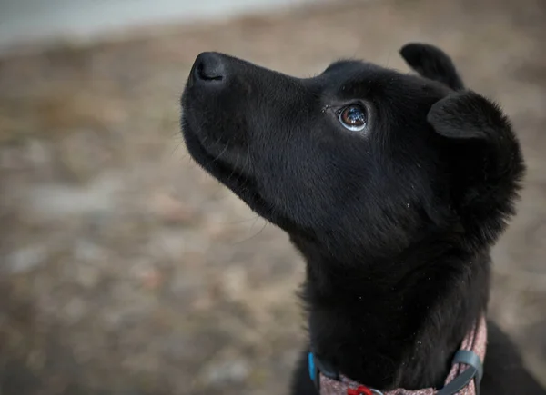Portrait Dog Profile Nature Animal Puppy Black Dog Cute Loyal — Stock Fotó