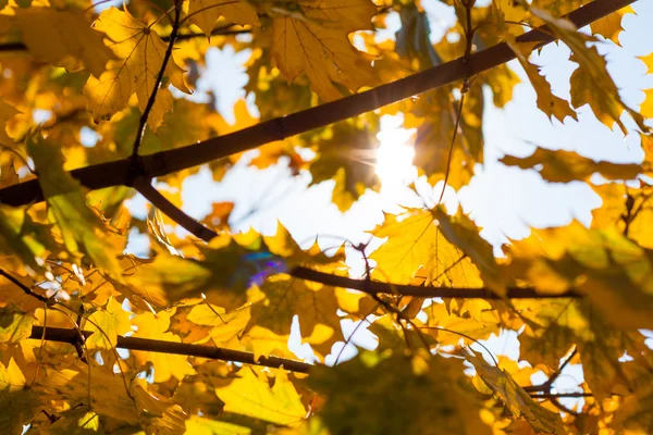 Hojas de otoño — Foto de Stock