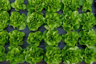 Serada taze organik marul yeşil salata fideleri