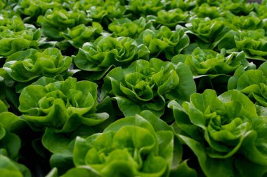 Serada taze organik marul yeşil salata fideleri
