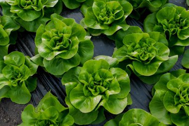 Serada taze organik marul yeşil salata fideleri