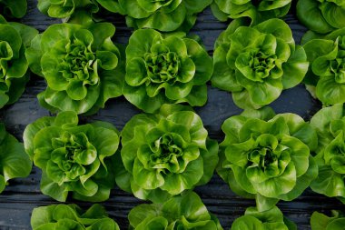 Serada taze organik marul yeşil salata fideleri