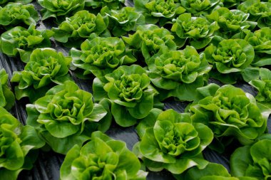 Serada taze organik marul yeşil salata fideleri