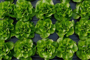 Serada taze organik marul yeşil salata fideleri