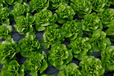 Serada taze organik marul yeşil salata fideleri