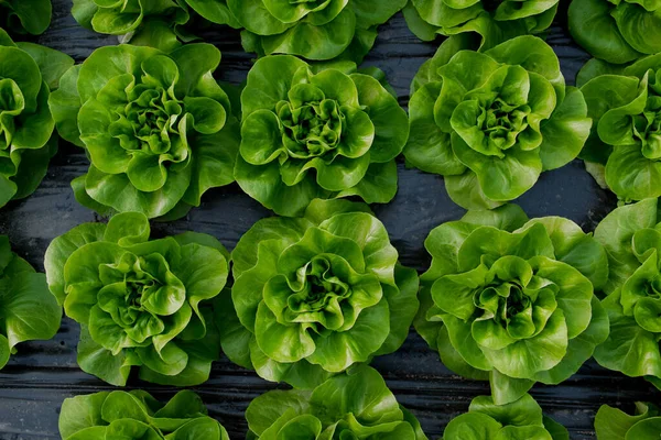 Serada taze organik marul yeşil salata fideleri