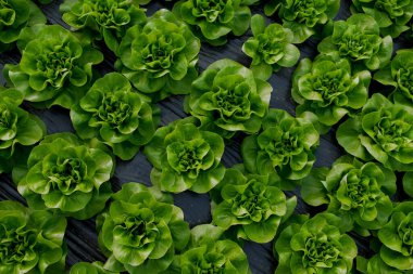 Serada taze organik marul yeşil salata fideleri
