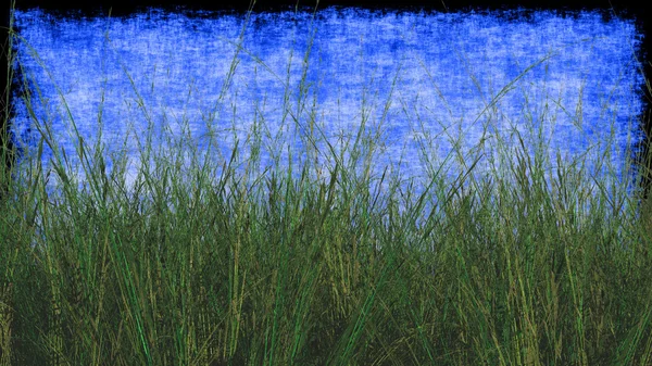 Пшеничная трава с текстурированным фоном в голубом — стоковое фото