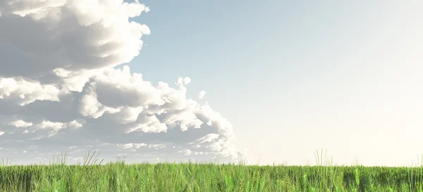 Jarní pšenice pole s dalekými oblaky — Stock fotografie