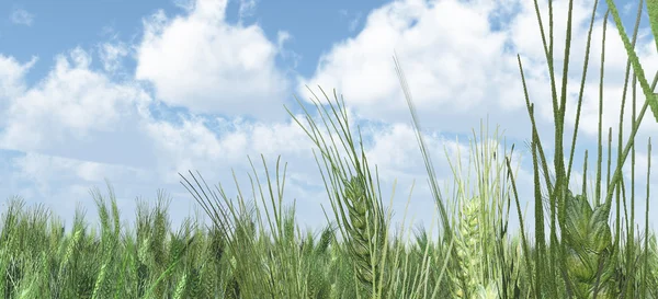 Campo di grano primaverile Primo piano con nuvole gonfie Foto Stock