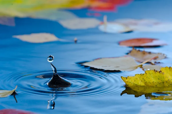 Vízcsepp a tóban, az őszi levelek Stock Kép