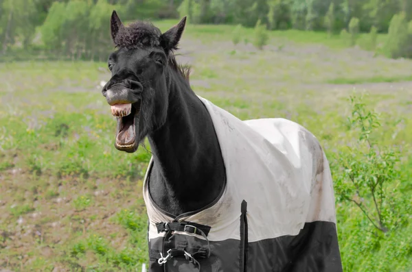 Laughing horse — Stock Photo, Image