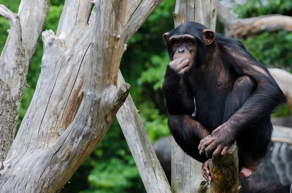 嚼草的黑猩猩 — 图库照片
