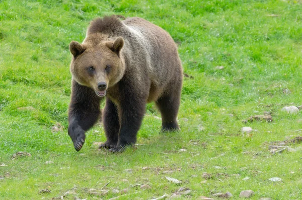 Urso castanho zangado — Fotografia de Stock